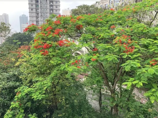 POKFULAM ROAD 88A – 21