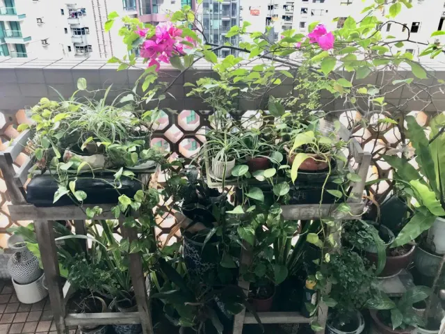 JING TAI GARDEN